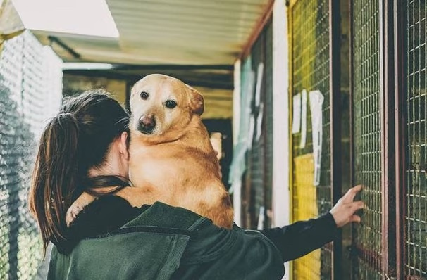 Cão num ambiente familiar de acolhimento temporário