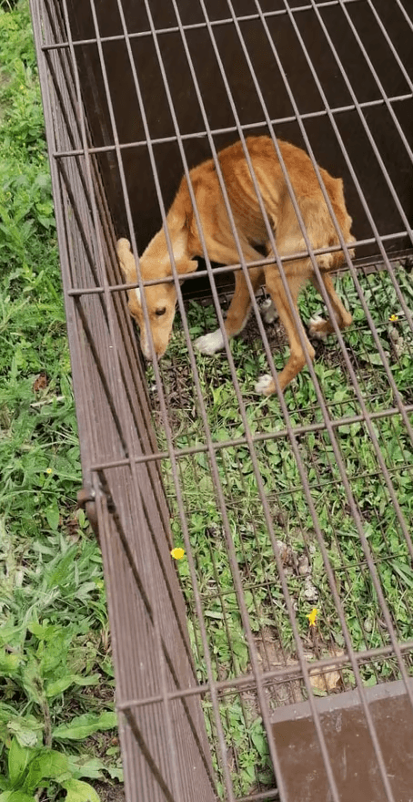 Voluntários do CAPA com crianças numa visita a escola