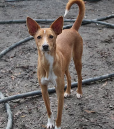 Zeus, um dos nossos cães de sucesso adoptado pelo CAPA PVL