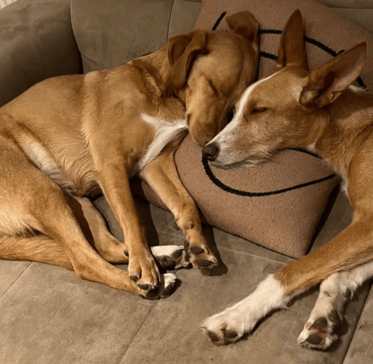Cão resgatado a recuperar no abrigo do CAPA